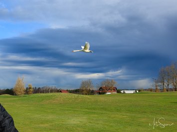 Tallinna Golfiklubi Avavõistlus 2011